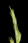 Bome-like sedge